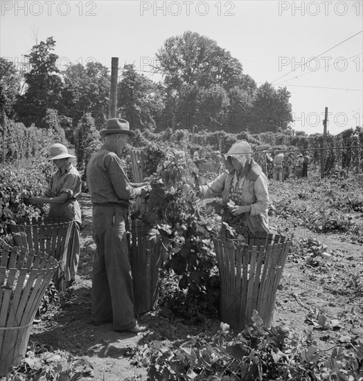 Migratory field workers in hop field. Near Independence, Oregon.