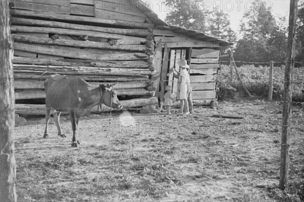 Burroughs children and cow near the barn, Hale County, Alabama.