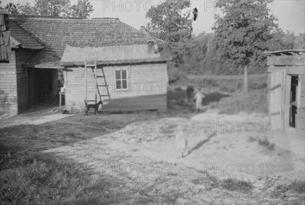 Burroughs children and cow near the barn, Hale County, Alabama.