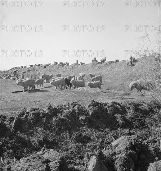 Imperial Valley, California. Sheep grazing by irrigation canal.