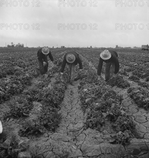 Near Westmorland, Imperial Valley. Filipinos cutting lettuce.