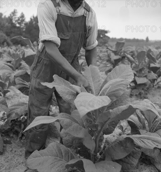 Negro tenant topping tobacco. Person County, North Carolina.