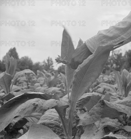 Negro tenant topping tobacco. Person County, North Carolina.