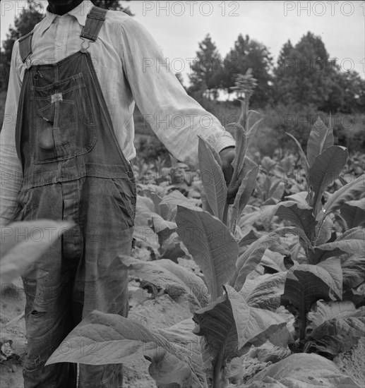 Negro tenant topping tobacco. Person County, North Carolina.