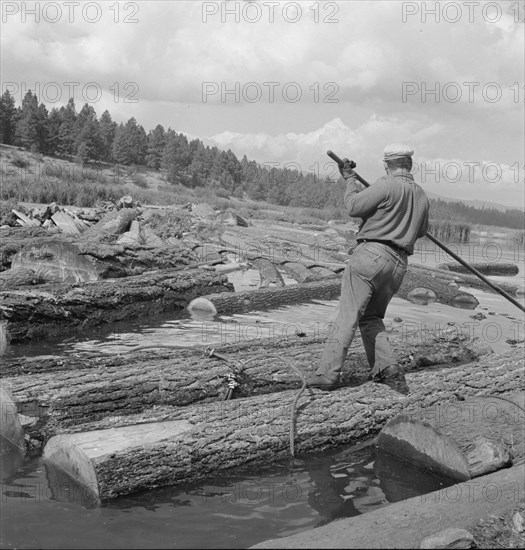 Pond monkey channels log raft. Keno, Klamath County, Oregon.