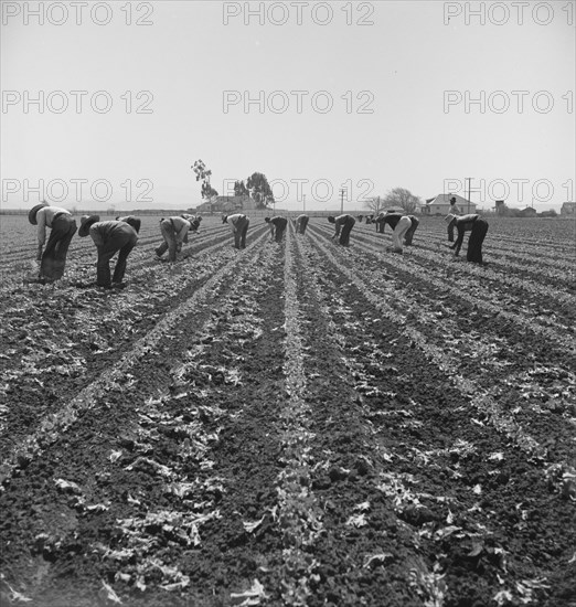 Filipino boys thinning lettuce. Salinas Valley, California.