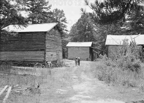 Tobacco barns on the Stone place. Upchurch, North Carolina.