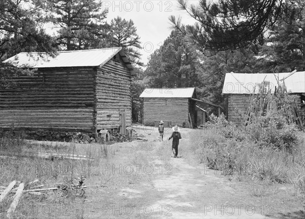 Tobacco barns on the Stone place. Upchurch, North Carolina.