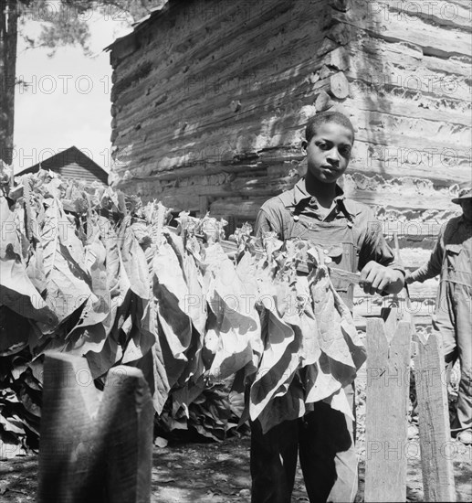 Tobacco strung on sticks. Granville County, North Carolina.