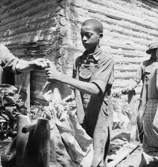 Tobacco strung on sticks. Granville County, North Carolina.