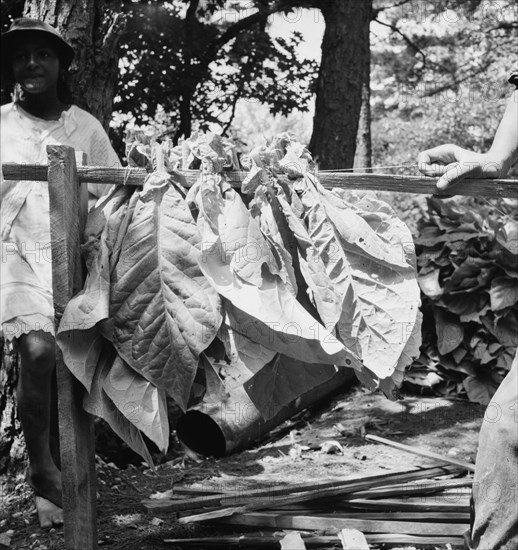 Tobacco strung on sticks. Granville County, North Carolina.