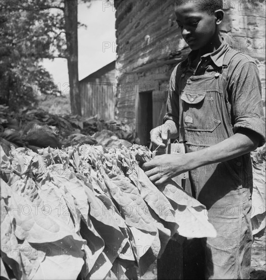 Tobacco strung on sticks. Granville County, North Carolina.