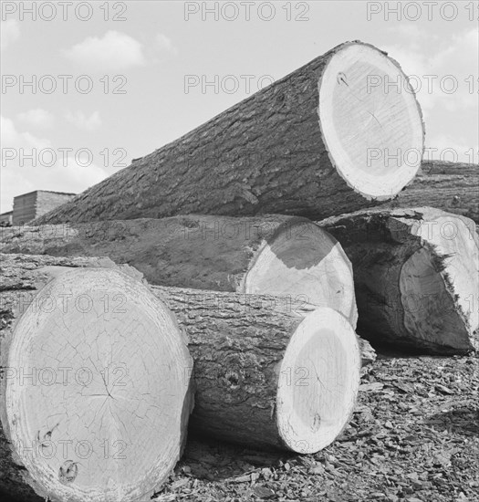 Logs piled in the mill yard. Keno, Klamath County, Oregon.