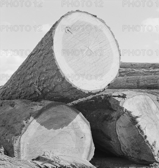 Logs piled in the mill yard. Keno, Klamath County, Oregon.