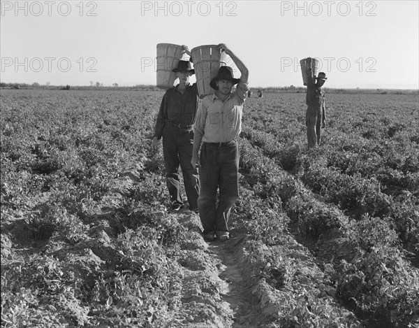 End of the day. Near Calipatria, California. Pea pickers.