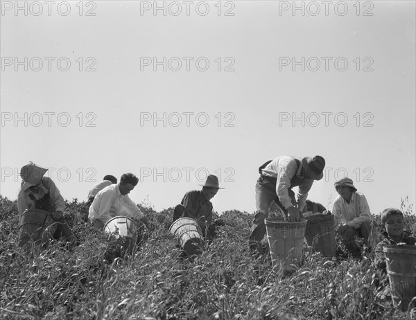 Pea pickers at work. San Luis Obispo County, California.