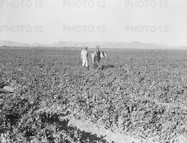 End of the day. Near Calipatria, California. Pea fields.