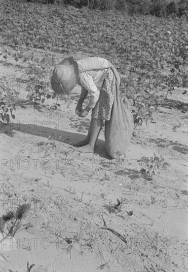 Lucille Burroughs picking cotton, Hale County, Alabama.