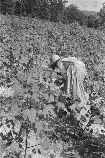 Lucille Burroughs picking cotton, Hale County, Alabama.