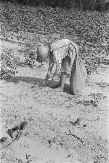 Lucille Burroughs picking cotton, Hale County, Alabama.