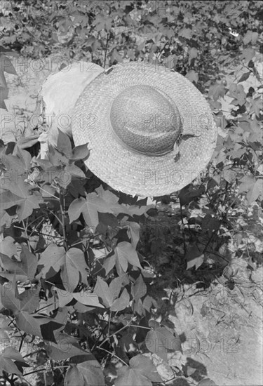 Lucille Burroughs picking cotton, Hale County, Alabama.