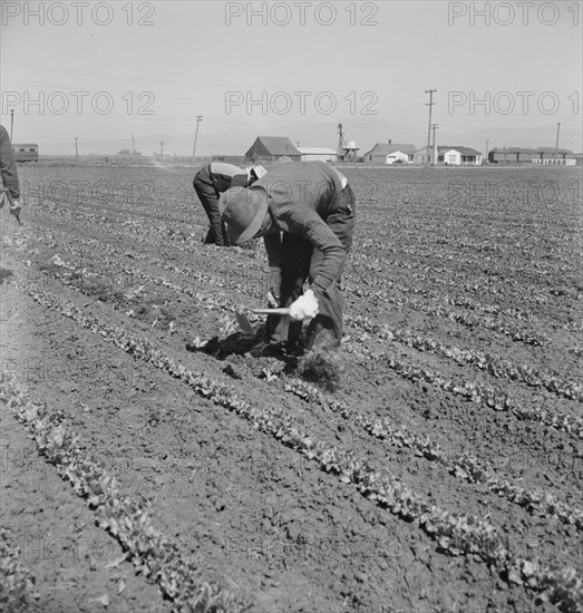 Filipino thinning lettuce. Salinas Valley, California.