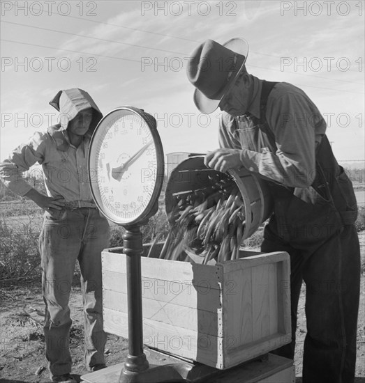 Open air food factory. Weighing in peas. California.