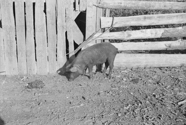 Pig in a sharecropper's yard, Hale County, Alabama.