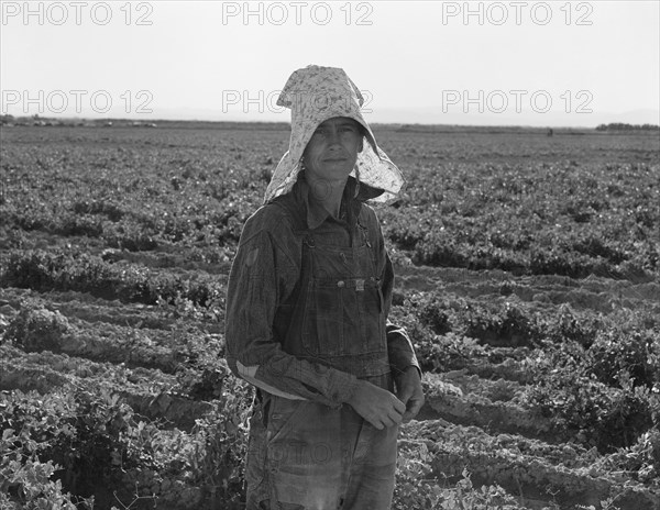 Near Calipatria. Pea picker at the end of the day.