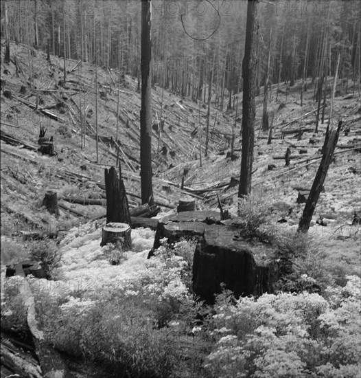 Logged over land along U.S. 99. Southern Oregon.