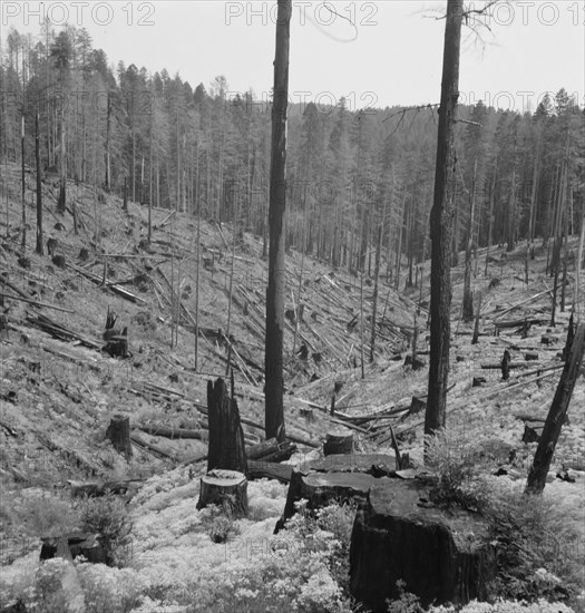 Logged over land along U.S. 99. Southern Oregon.