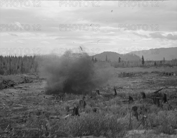 Tomarack stump is blasted. Bonner County, Idaho.