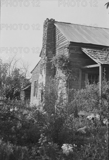 A sharecropper's field, Hale County, Alabama.