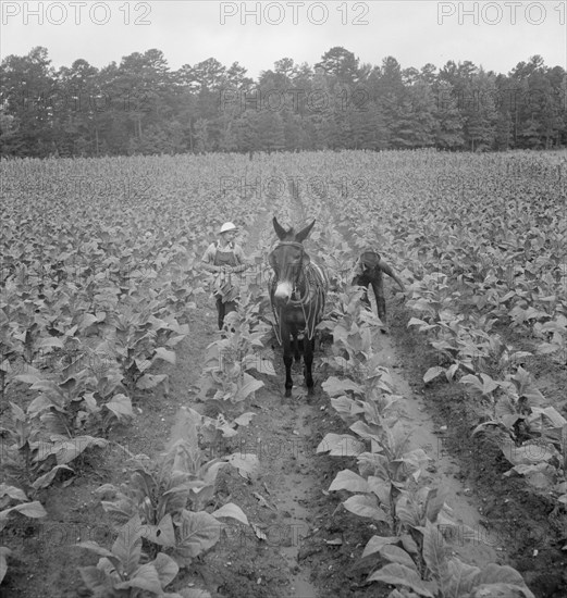 Putting in tobacco. Shoofly, North Carolina.