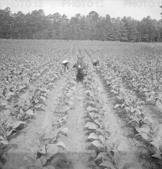 Putting in tobacco. Shoofly, North Carolina.