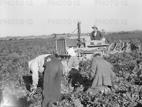 Carrot digger. Imperial Valley, California.