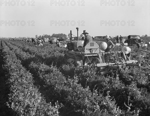 Carrot digger. Imperial Valley, California.