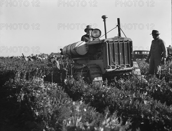 Carrot digger. Imperial Valley, California.