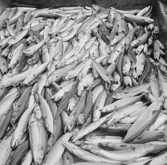 Mackerel catch. Gloucester, Massachusetts.