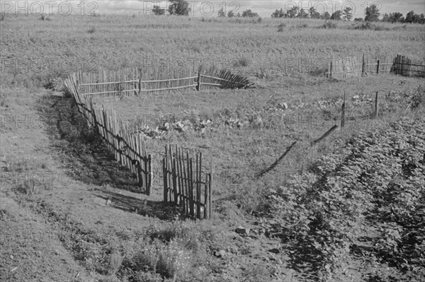 Bud Fields' garden, Hale County, Alabama.