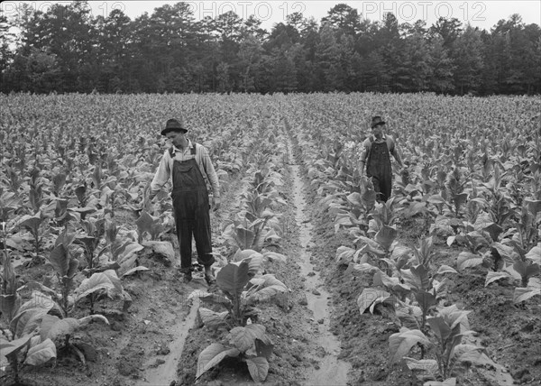 Topping tobacco. Shoofly, North Carolina.