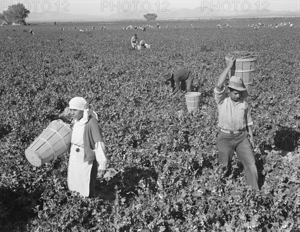 Pea pickers near Calipatria, California.