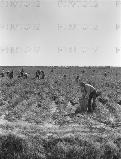 Pea pickers near Calipatria, California.