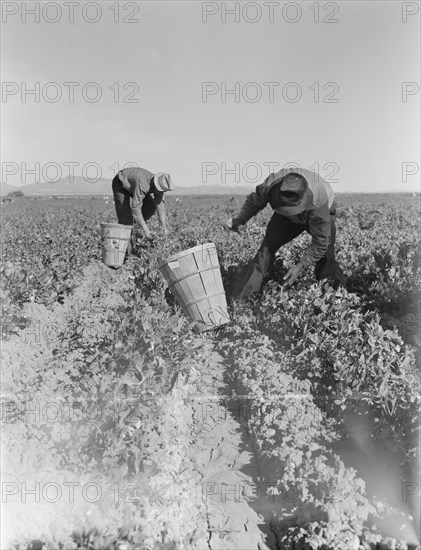 Pea pickers near Calipatria, California.