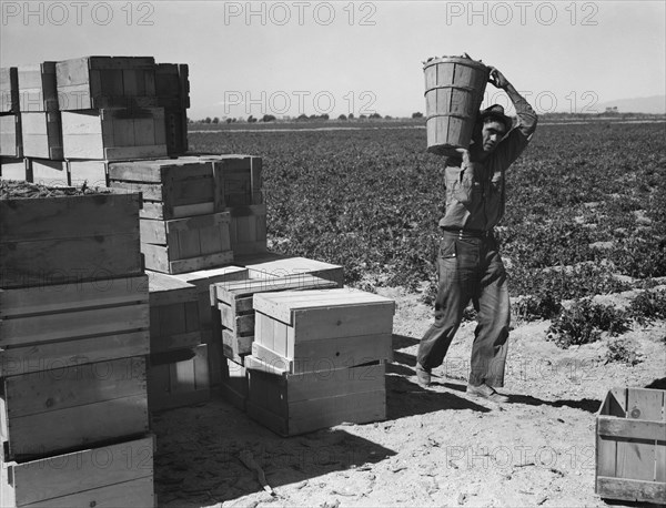 Pea picker. Imperial Valley, California.