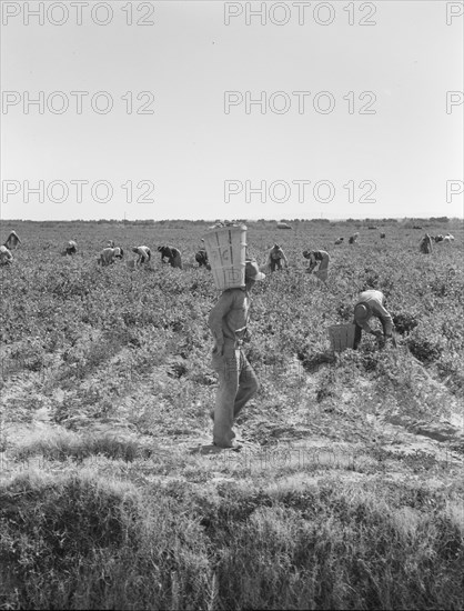 Pea pickers near Calipatria, California.