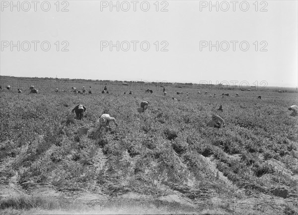 Pea pickers near Calipatria, California.