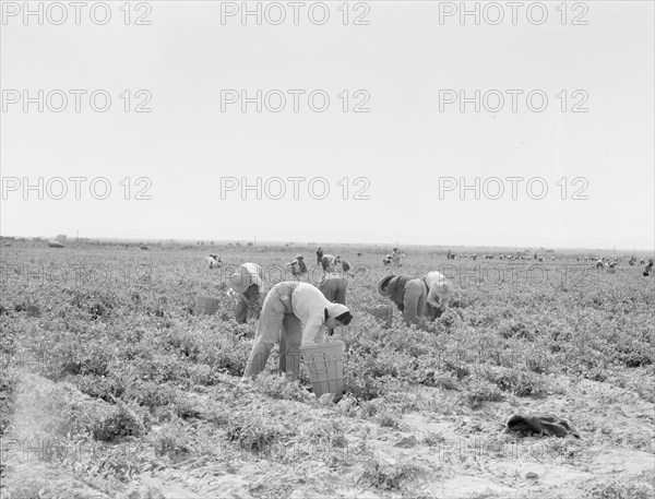 Pea pickers near Calipatria, California.