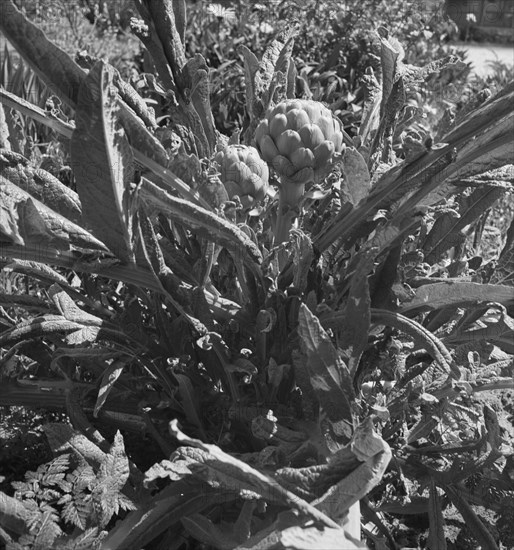 Artichoke. Monterey County, California.