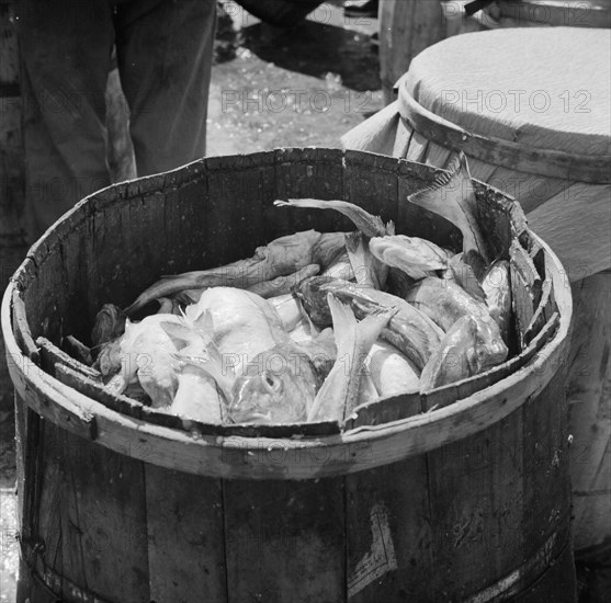 New York, New York. Barrels of codfish.